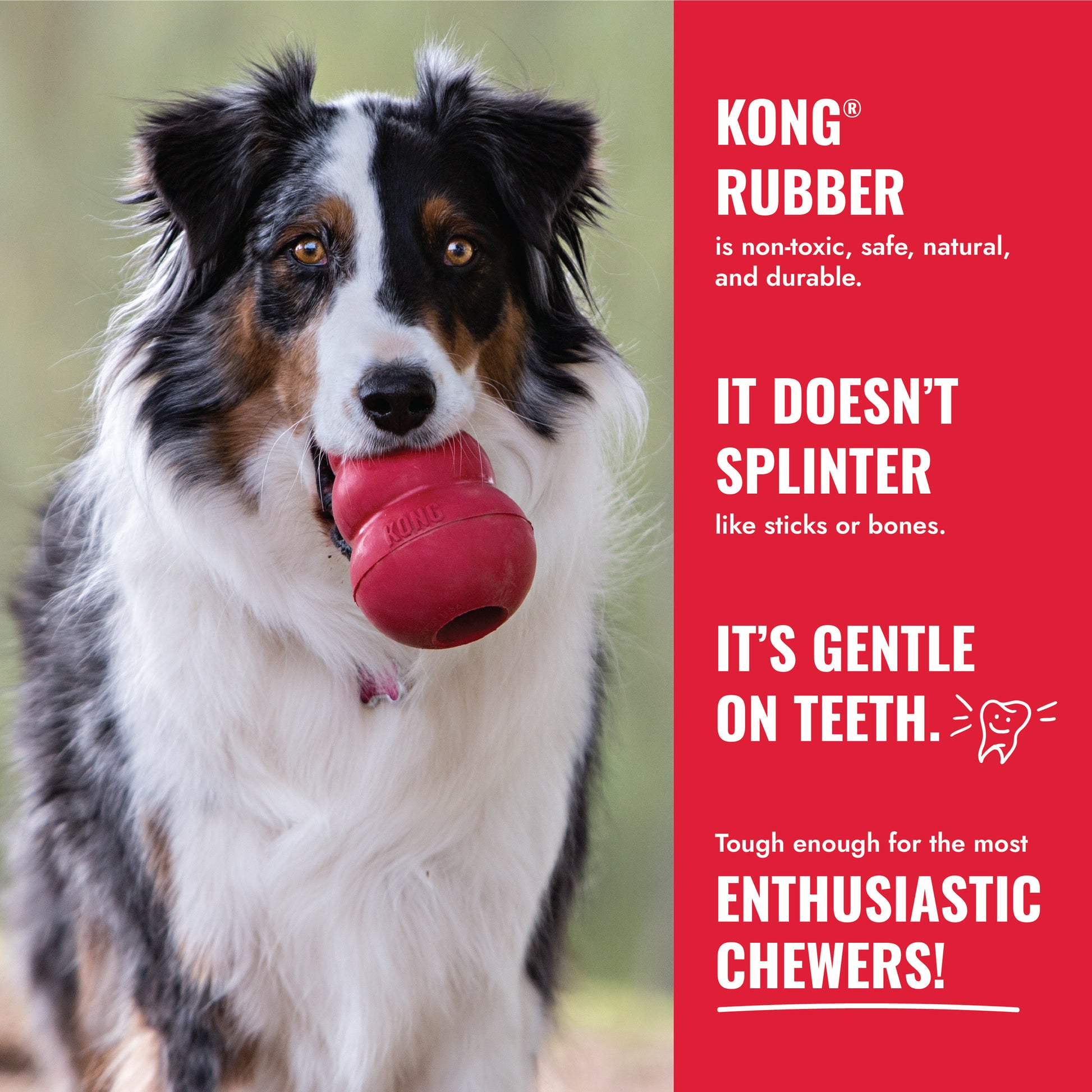 Dog playing with KONG Classic Dog Toy Red - Medium | Small | Durable Rubber Chew & Treat Toy